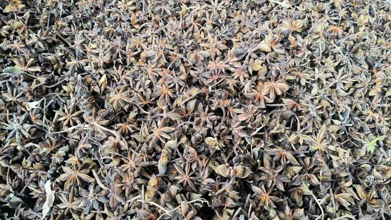 广西古龙足干无硫干枝八角2025秋季果，统货和一级均有