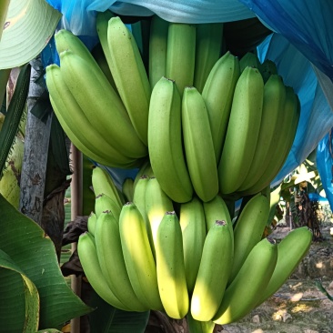 香蕉