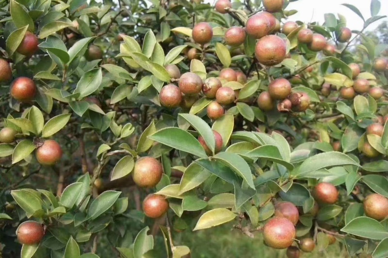 野生山茶油***********