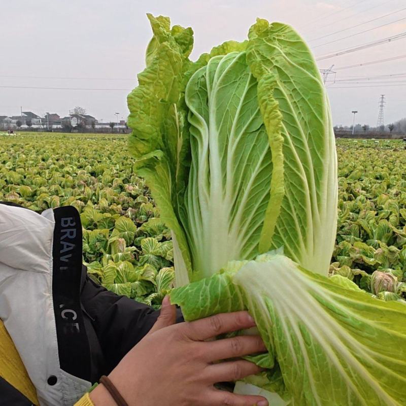 鄠邑大白菜