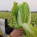 鄠邑大白菜