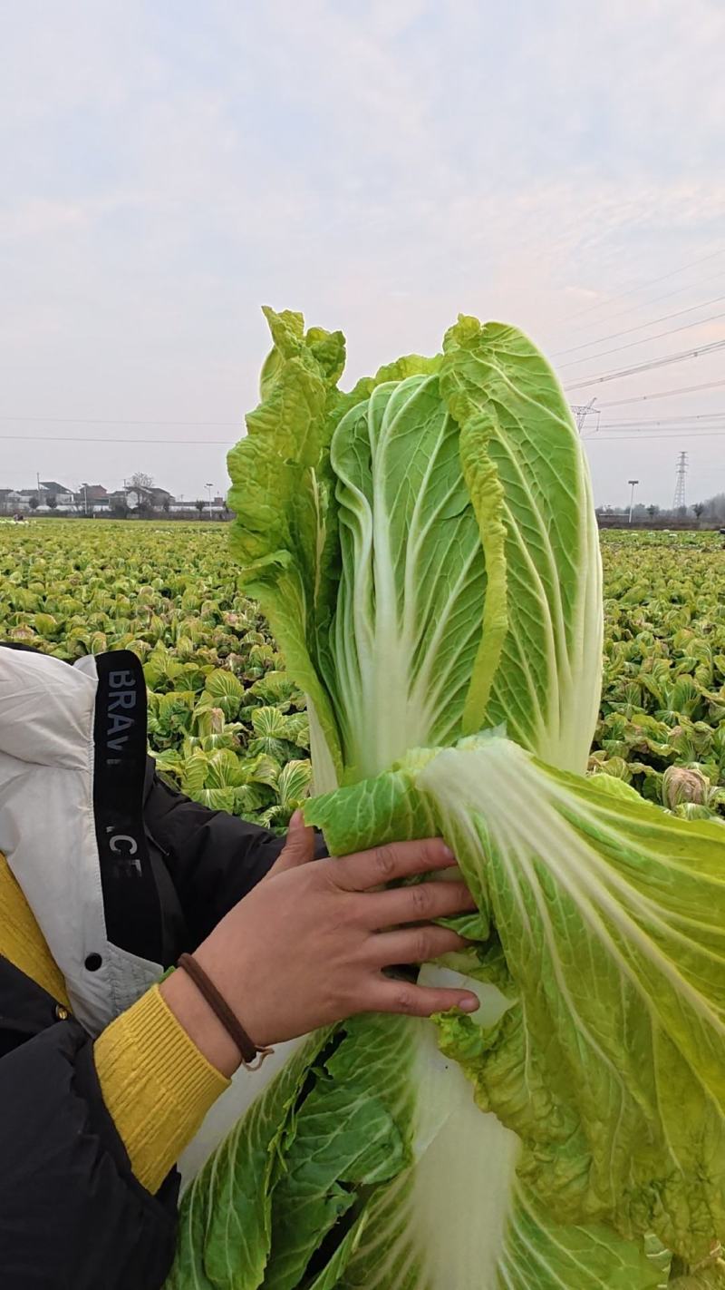 鄠邑大白菜