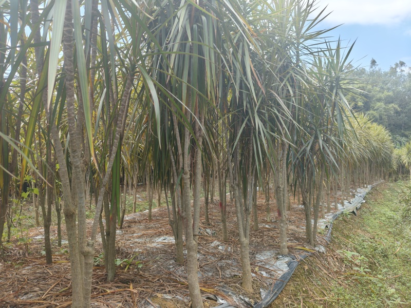 大量千年木
