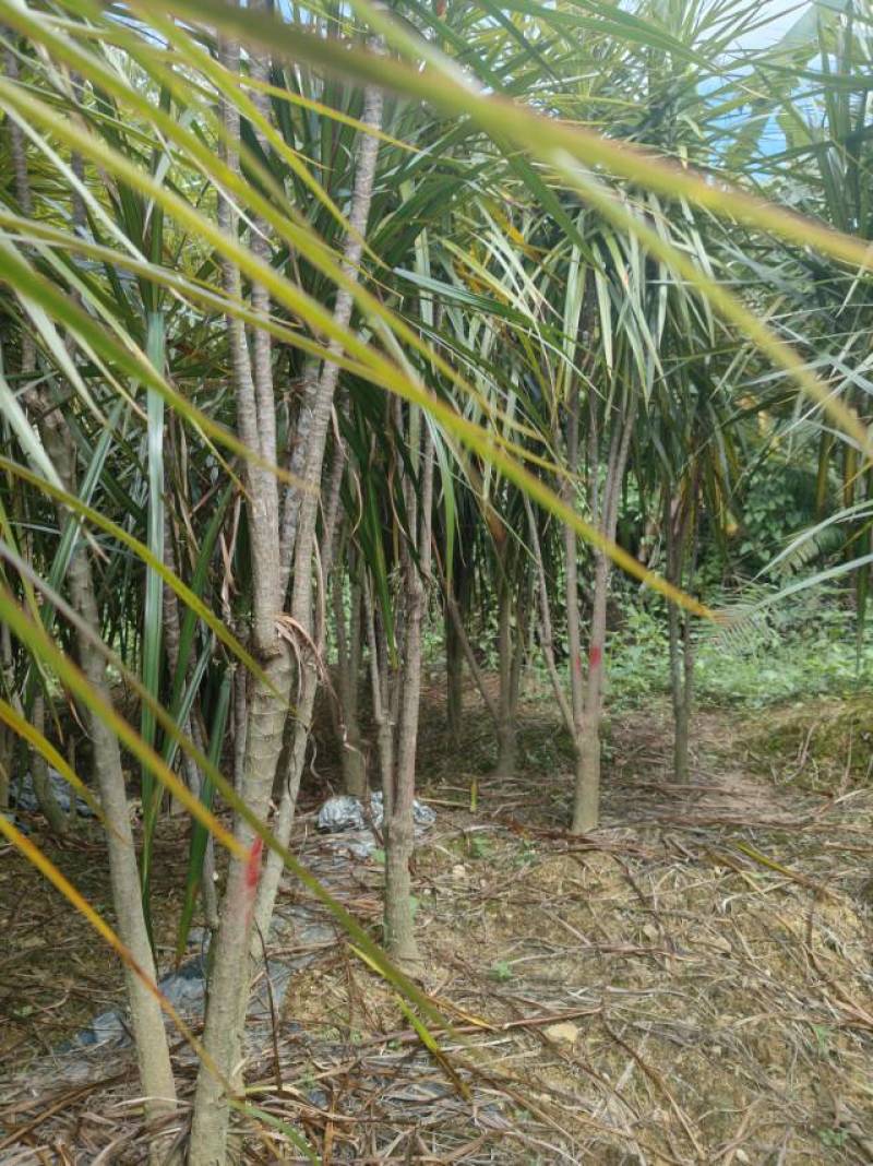 大量千年木