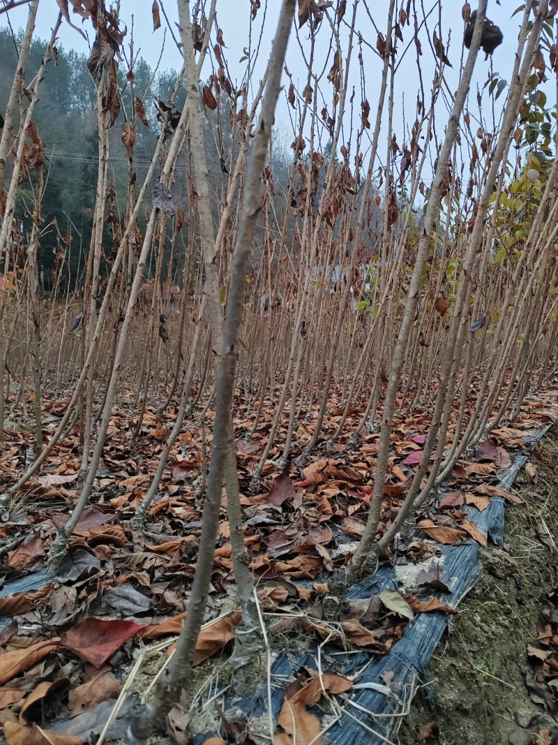 当年嫁接的日本晚樱小苗