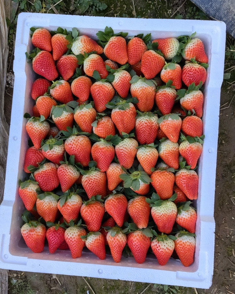 新丰草莓，硬度高，甜度高，适合长途运输，对接电商批发