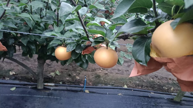 【推荐】秋月梨，山东.莱西，莱阳市，，产地直发！
