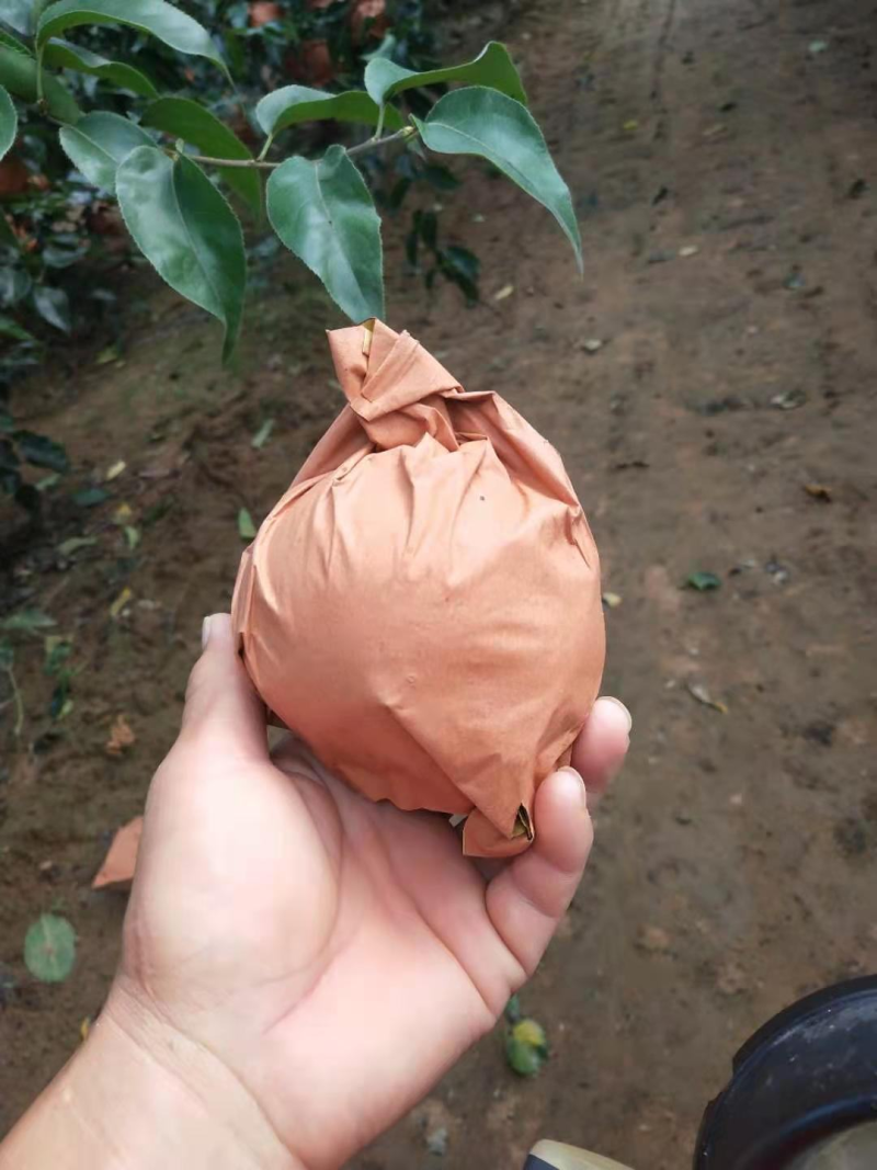 【推荐】秋月梨，山东.莱西，莱阳市，，产地直发！