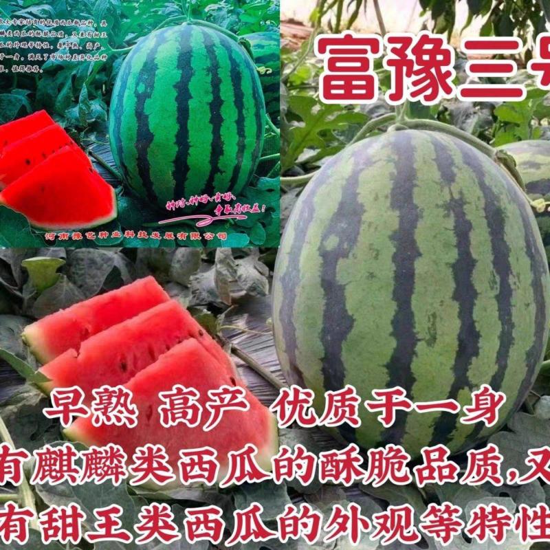 富豫三号早熟甜王的外观美都的口感不空心不厚皮28天成熟