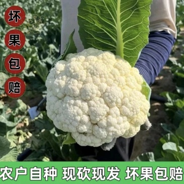 温州白菜花/花菜/产区直发/大量现货/当天