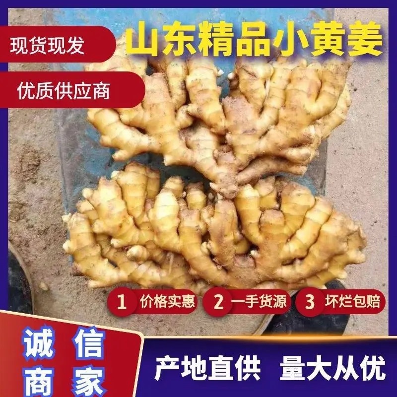 小黄姜辛辣味十足水洗风干窖藏按需加工价格低全国发货