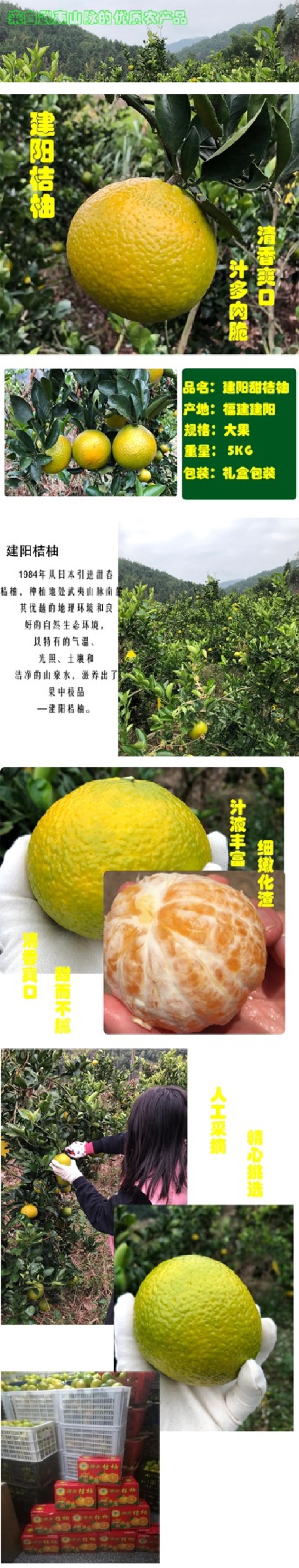 福建南平武夷山建阳桔柚市场果礼盒装批发快递发货
