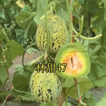 林甜47号甜瓜产地一手货源全国发货对接市场商超电商等