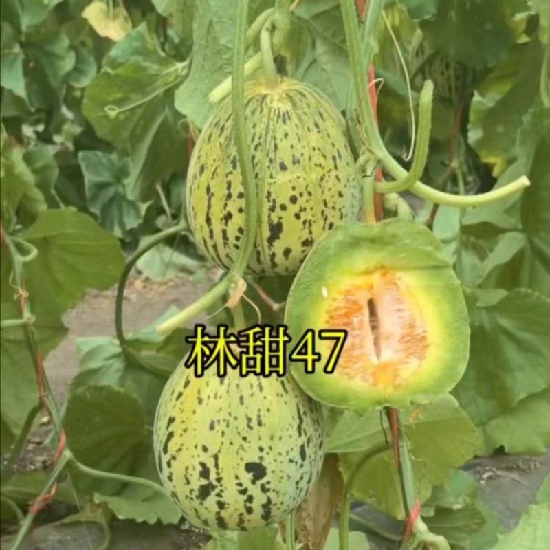 林甜47号甜瓜产地一手货源全国发货对接市场商超电商等