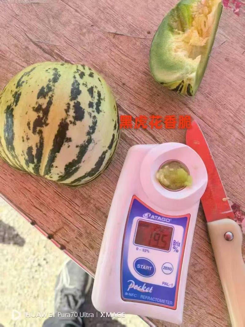 林甜47号甜瓜产地一手货源全国发货对接市场商超电商等
