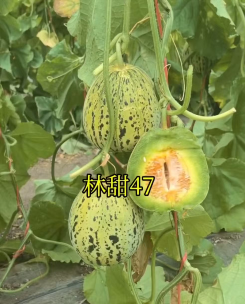 林甜47号甜瓜产地一手货源全国发货对接市场商超电商等