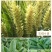 富硒高钙蔬菜挂面原质原味原色的原生态品质