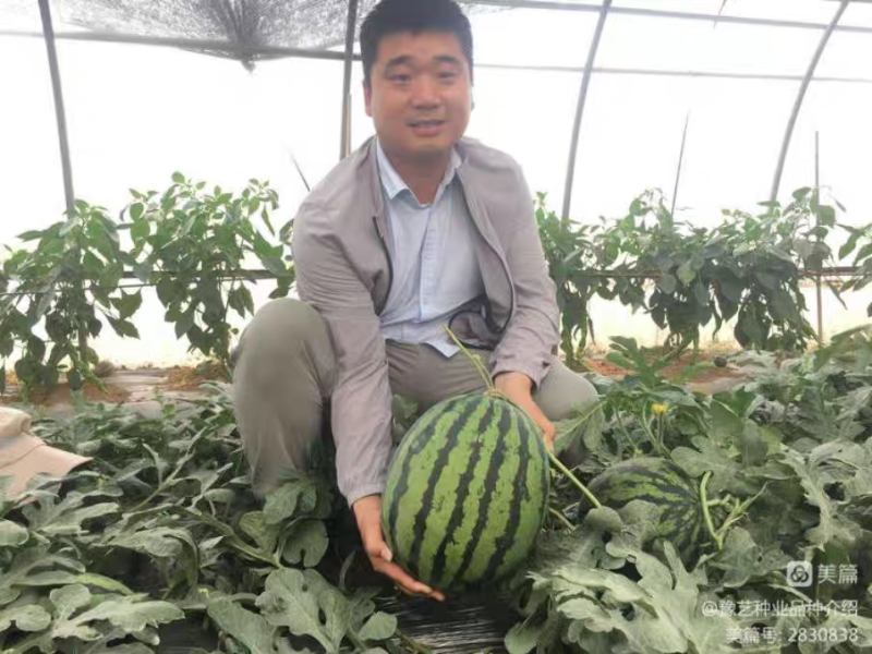 富豫三号早熟甜王的外观美都的口感不空心不厚皮28天成熟