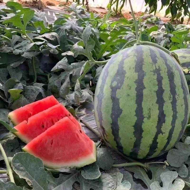 富豫三号早熟甜王的外观美都的口感不空心不厚皮28天成熟