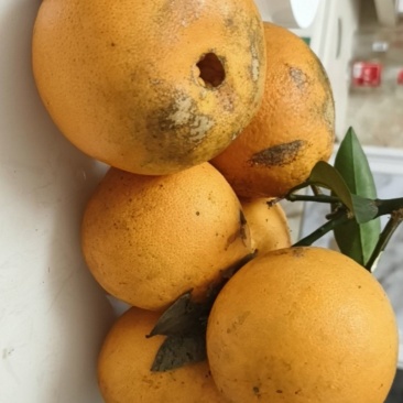 福本脐橙
