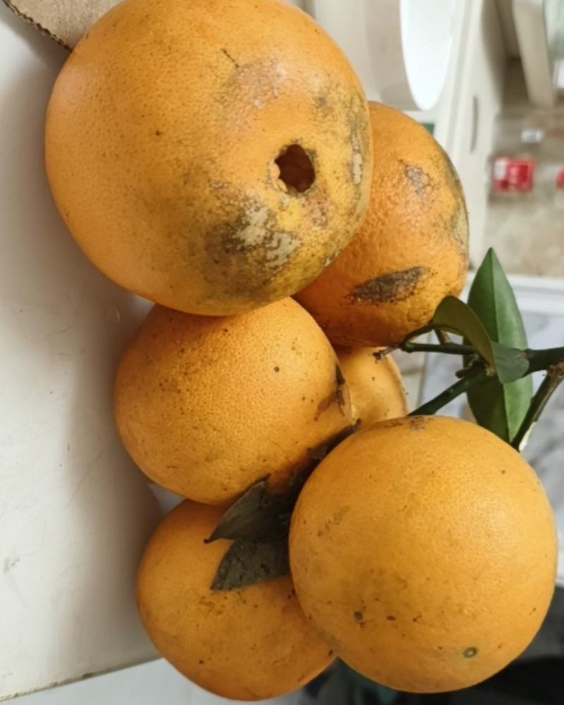 福本脐橙