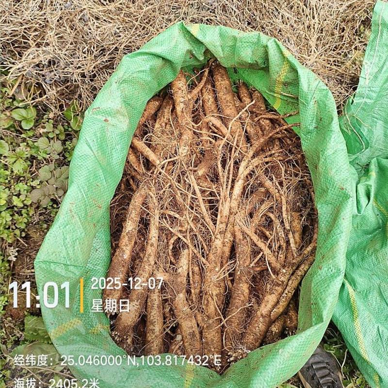 云南曲靖陆良县高海拔臭参二年龄臭参种植基地直发