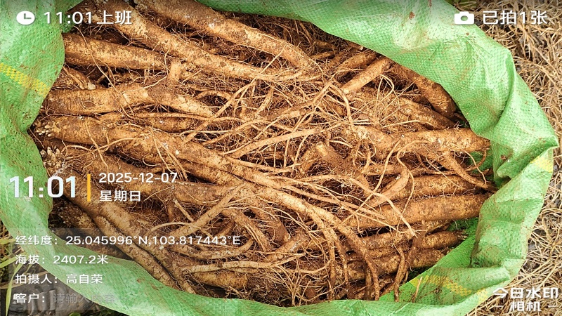 云南曲靖陆良县高海拔臭参二年龄臭参种植基地直发