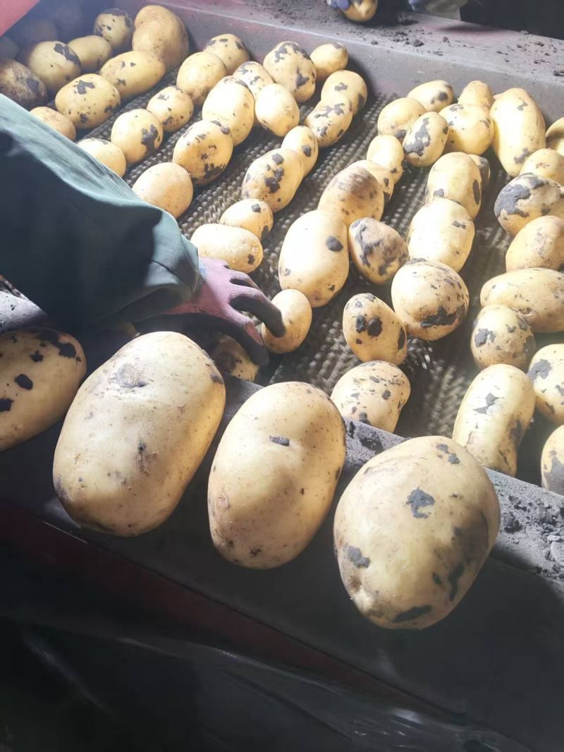 《1千人已被店铺种草》内蒙土豆/黄心土豆/一件批发价便宜