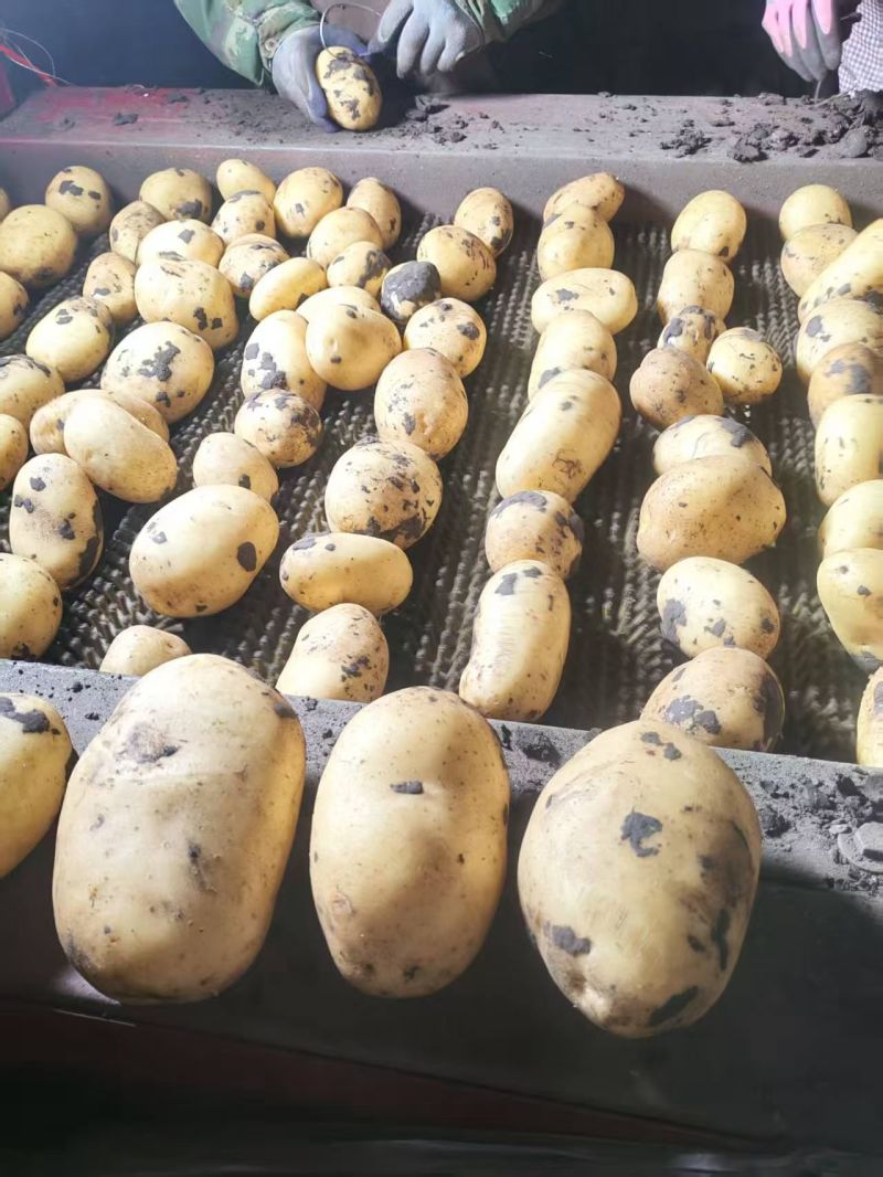 《1千人已被店铺种草》内蒙土豆/黄心土豆/一件批发价便宜