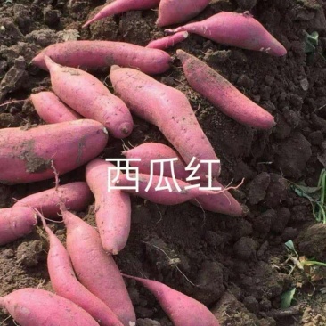 山东临沂费县，原产地精品西瓜红，大量出售，要及时联系