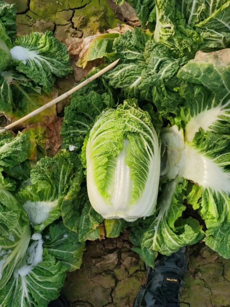 《推荐》大白菜规格齐全货量大规格全，可按要求包装