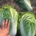 《推荐》大白菜规格齐全货量大规格全，可按要求包装