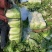 《推荐》大白菜规格齐全货量大规格全，可按要求包装
