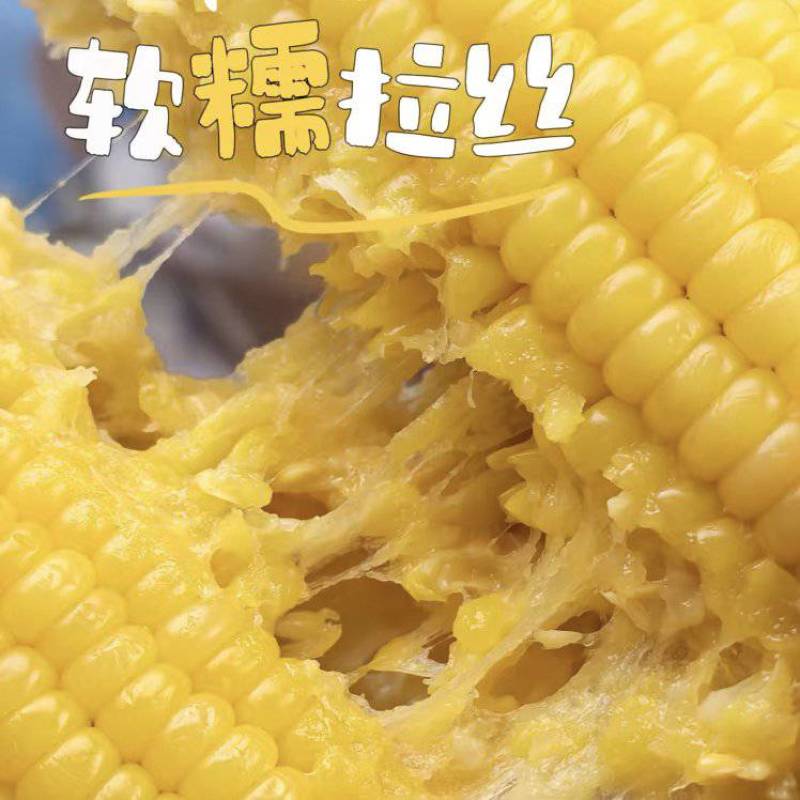 【东北玉米】吉林黏玉米/品种齐全/价格优惠/对接全网便宜
