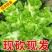 《热卖》四川儿菜大量现货上市中基地直发对接商超团购电商
