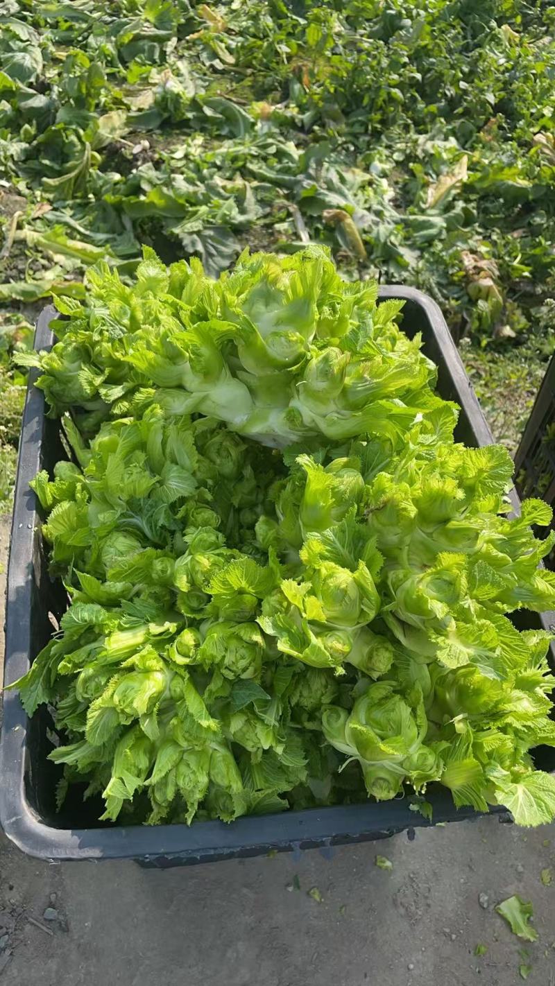 《热卖》四川儿菜大量现货上市中基地直发对接商超团购电商