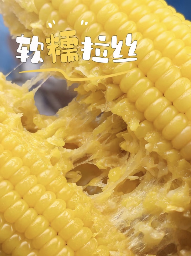 【东北玉米】吉林黏玉米/品种齐全/价格优惠/对接全网便宜