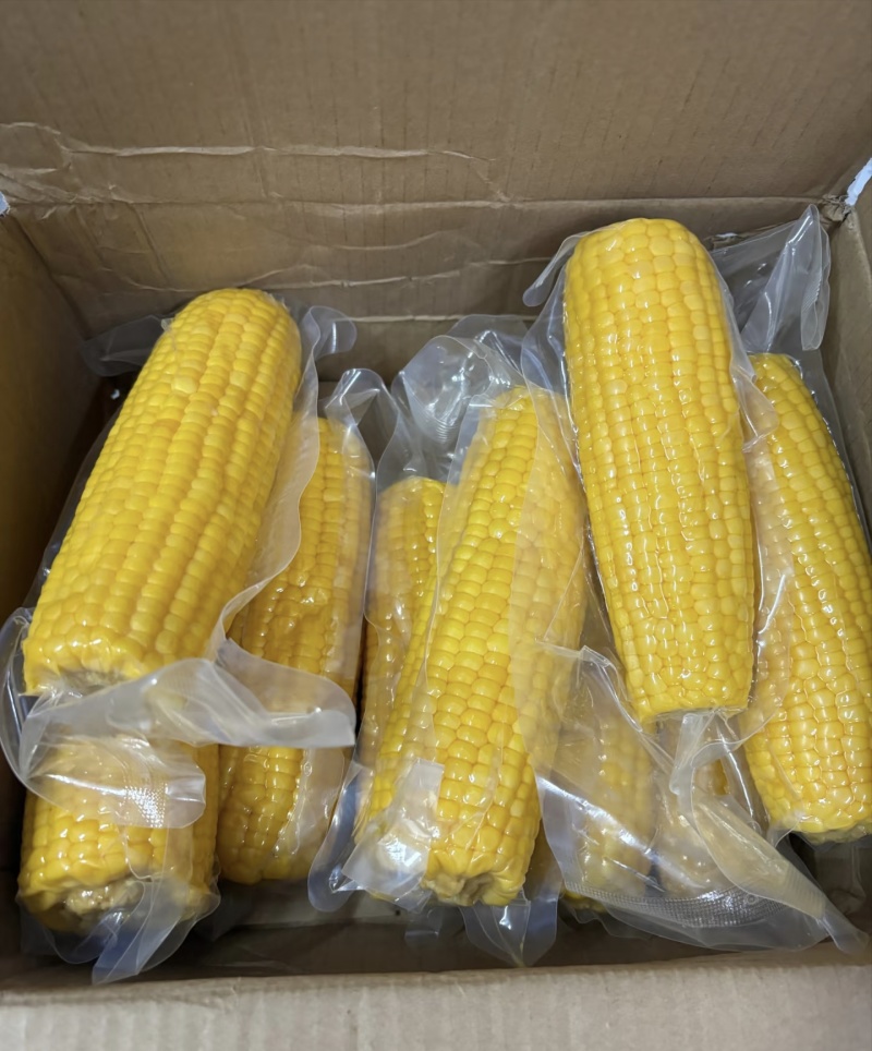 【东北玉米】吉林黏玉米/品种齐全/价格优惠/对接全网便宜