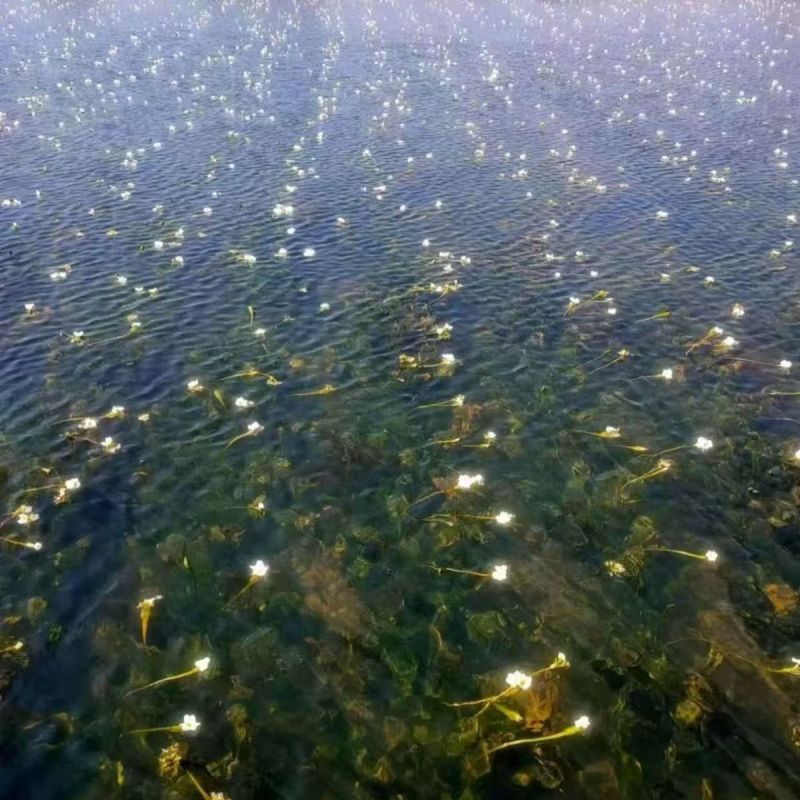 海菜花，产地直供，现采现发，常年有货，货源充足稳定，价格实惠