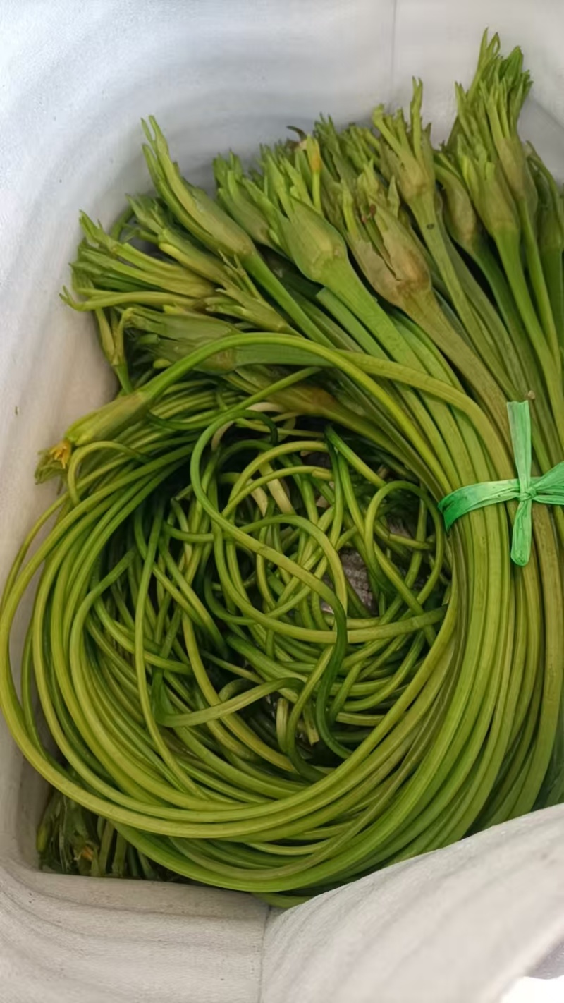 海菜花，产地直供，现采现发，常年有货，货源充足稳定，价格实惠