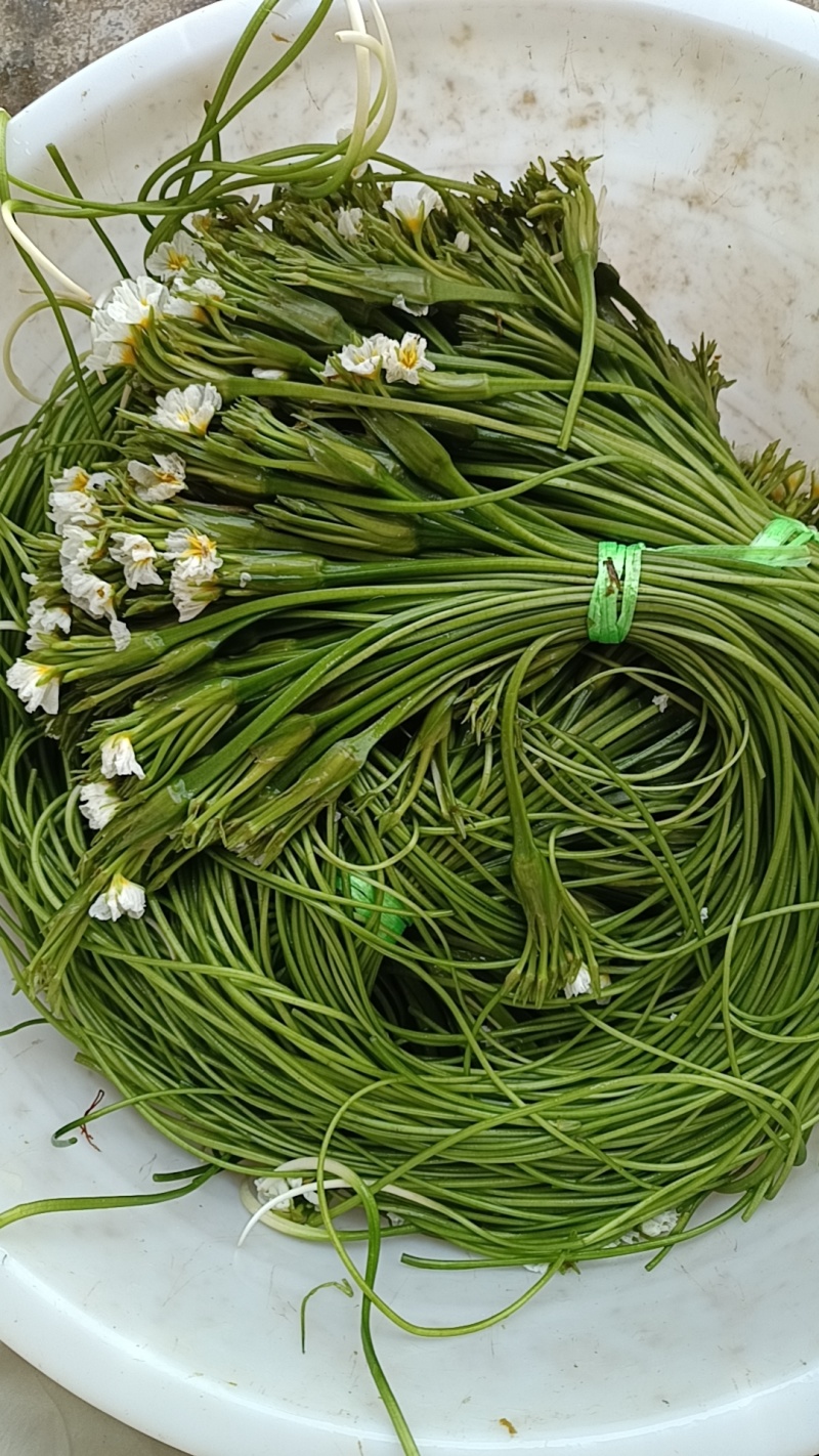 海菜花，产地直供，现采现发，常年有货，货源充足稳定，价格实惠