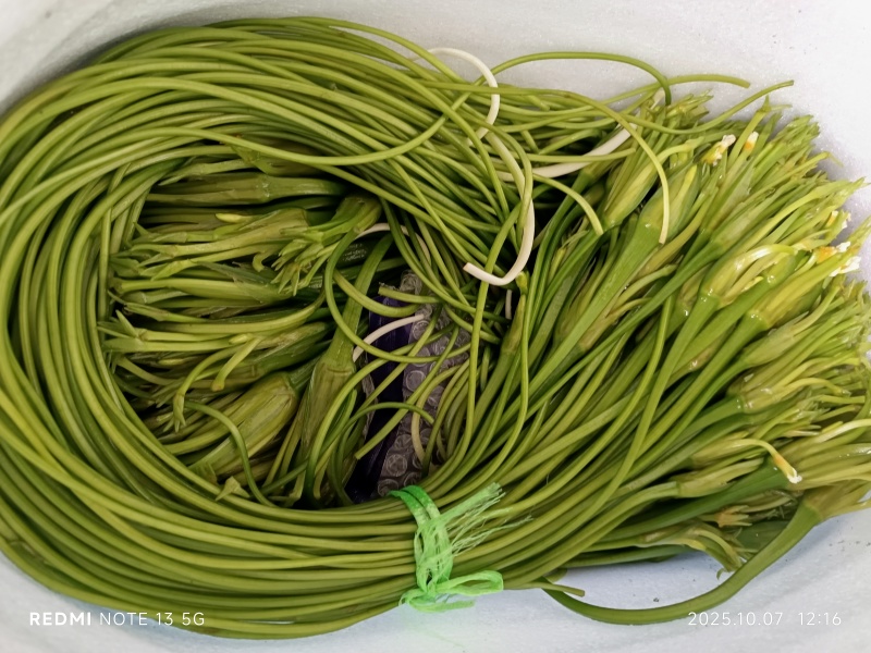 海菜花，产地直供，现采现发，常年有货，货源充足稳定，价格实惠