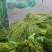 海菜花，产地直供，现采现发，常年有货，货源充足稳定，价格实惠