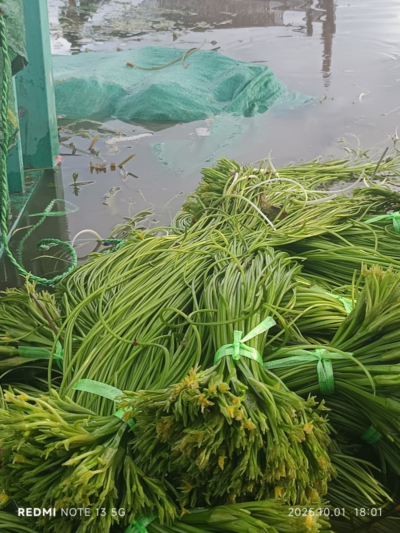 海菜花，产地直供，现采现发，常年有货，货源充足稳定，价格实惠