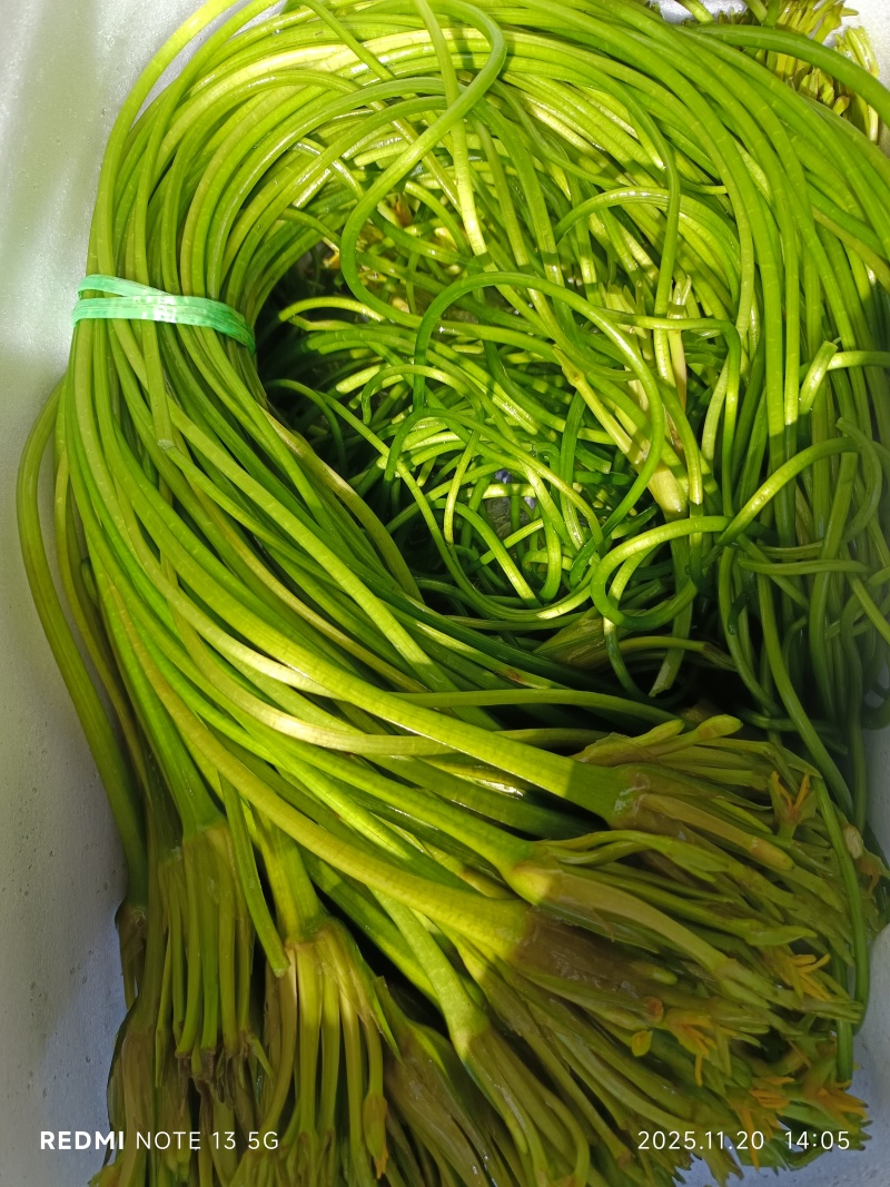 海菜花，产地直供，现采现发，常年有货，货源充足稳定，价格实惠