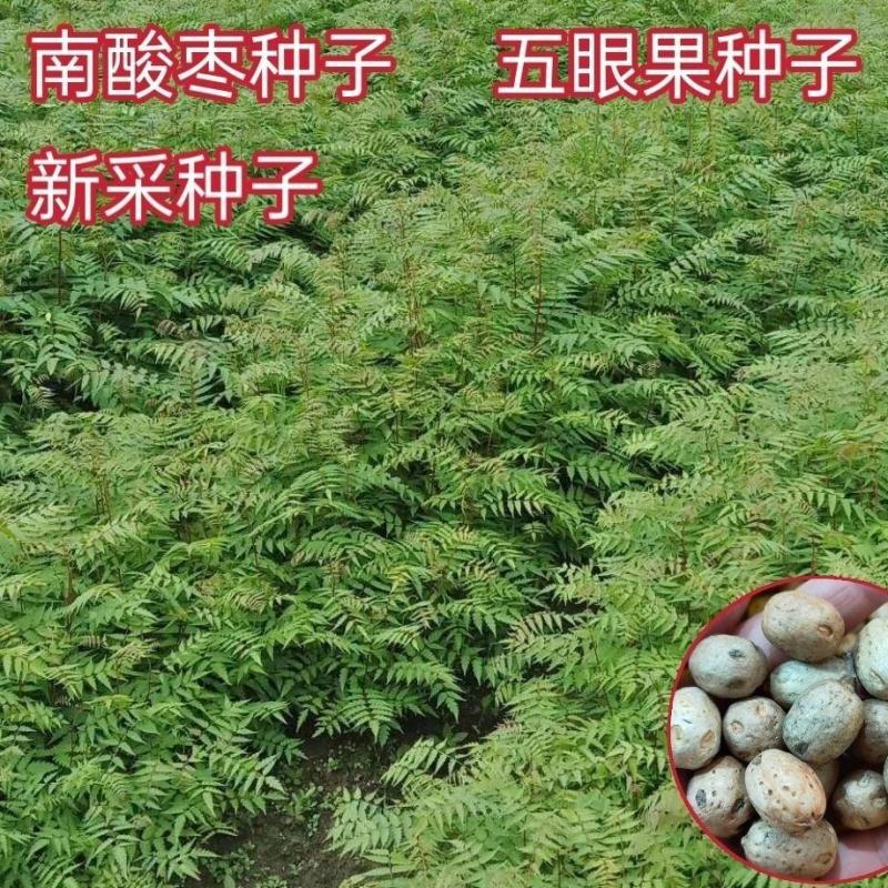 当季新籽南酸枣种子五眼果南酸枣树种籽造林苗木种子林木简单