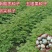 当季新籽南酸枣种子五眼果南酸枣树种籽造林苗木种子林木简单