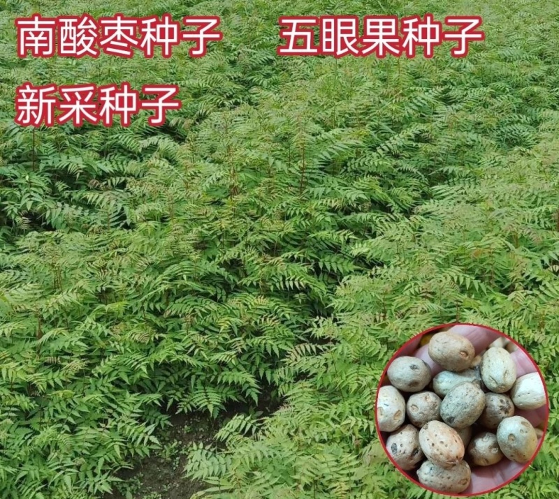当季新籽南酸枣种子五眼果南酸枣树种籽造林苗木种子林木简单