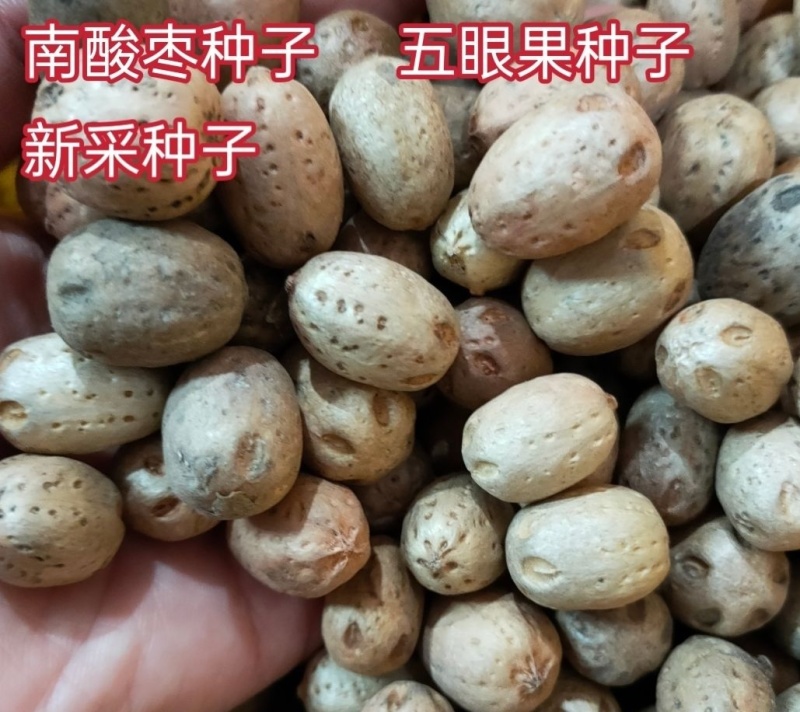 当季新籽南酸枣种子五眼果南酸枣树种籽造林苗木种子林木简单