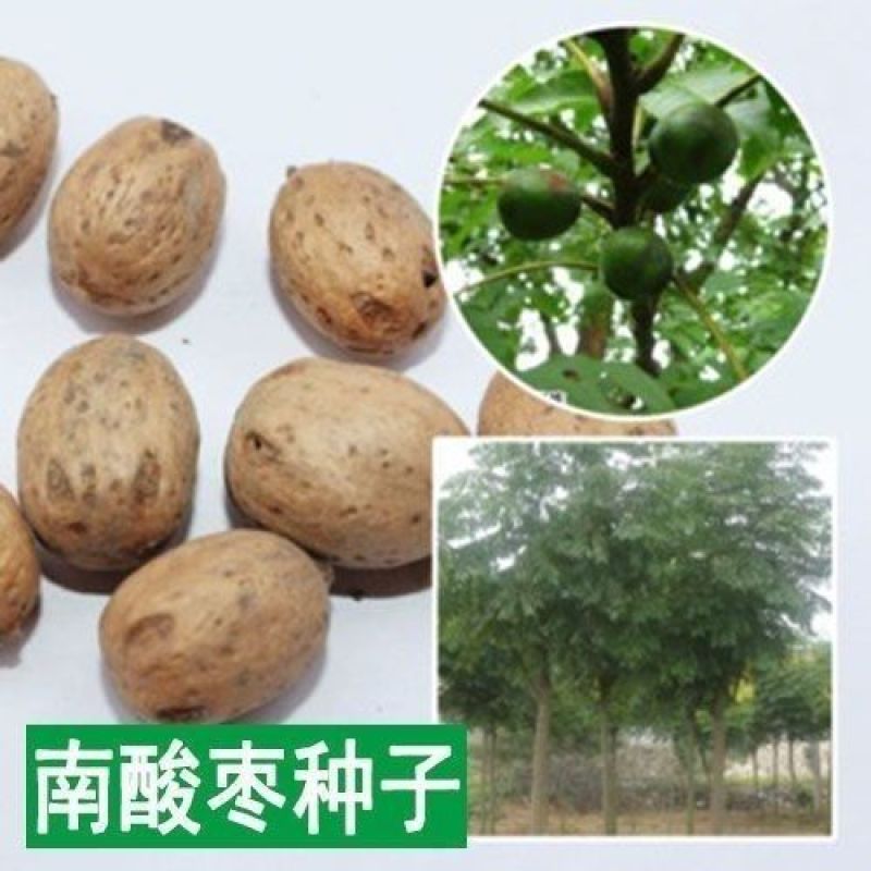 当季新籽南酸枣种子五眼果南酸枣树种籽造林苗木种子林木简单
